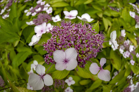 hydrangea flower detail close up