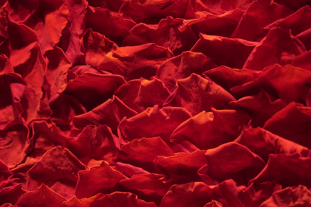 red rose petals many ofの写真素材