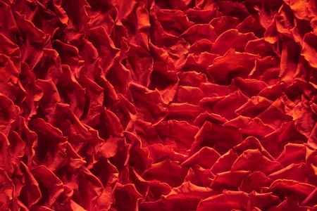 red rose petalsの写真素材