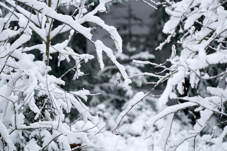 Tree branches covered by snow