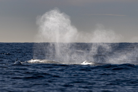 humpback whale blowing on pacific ocean background in cabo san lucas mexicoの写真素材