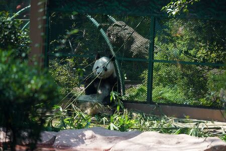 MEXICO CITY, FEBRUARY 3 2019 - Chapultepec is one of the largest city parks in the Western Hemisphere. Every sunday thousand of local mexican crowd the Castle and zooのeditorial素材