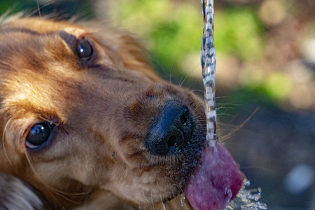 thirsty Dog puppy cocker spaniel while drinking waterの写真素材