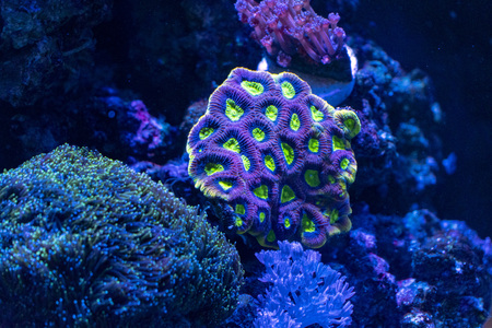 hard coral macro in aquarium while growing