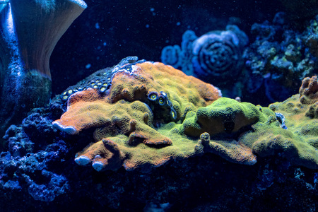 hard coral macro in aquarium while growing