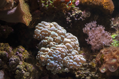 plerogyra sinuosa hard coral macro in aquarium while growing