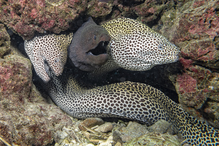 three eel mooray portrait while hiding on its reef nest
