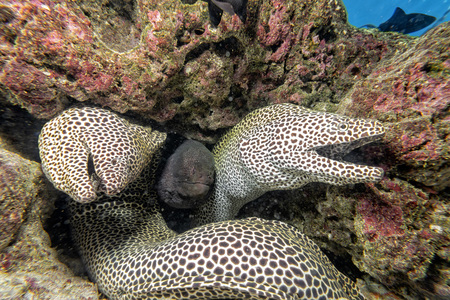 three eel mooray portrait while hiding on its reef nestの写真素材