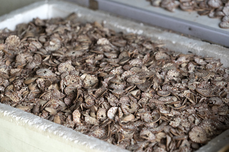 Betel cutted seed qat preparation