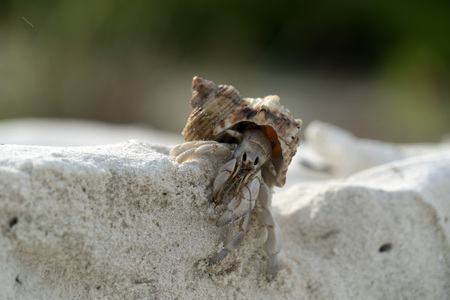 Hermit crab on white sandy tropical paradise beach