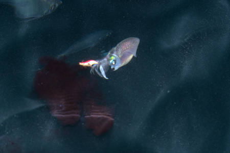 spreading ink Colorful Squid cuttlefish underwater close up portrait in maldives