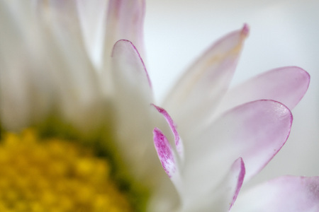 daisy flower leaf ultra macro detail close up microscopeの写真素材