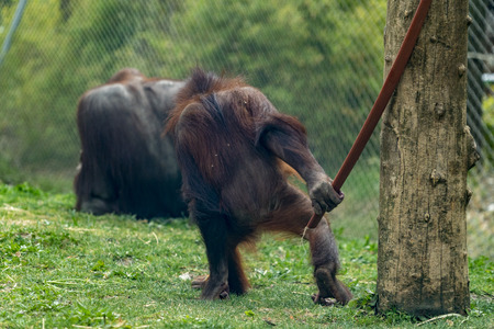 zoo newborn baby orang utan monkeyの写真素材