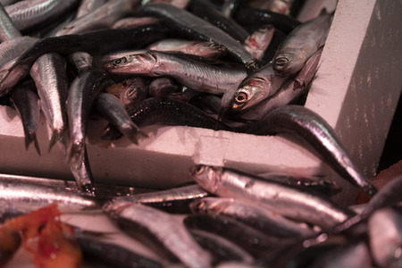 seafood for sale at the market detailの写真素材