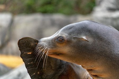 South american  Argentina sea lion male portrait