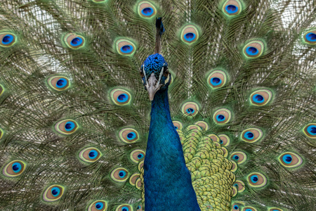 peacock bird close up portraitの写真素材