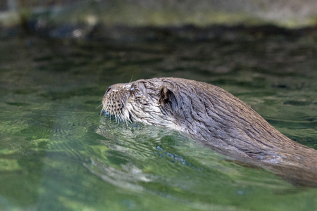 furry Otter in a river portrait