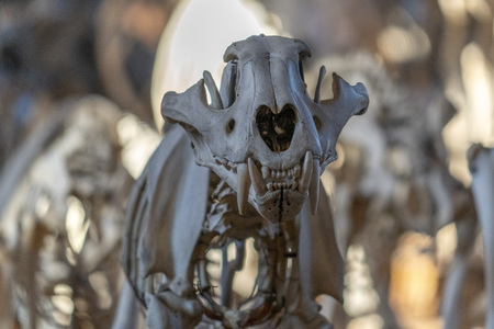tiger skull skeleton close upの写真素材