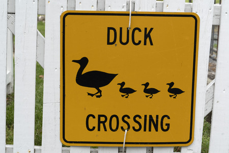 duck crossing yellow sign on white fenceの写真素材