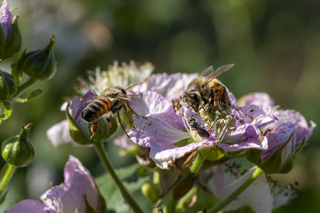 bee collecting pollen from flowers macro detail