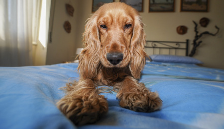 adorable puppy dog cocker spaniel sleeping on the bedの写真素材