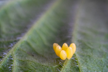 Ladybug yellow eggs on raspberry leaf ultra macro detailの写真素材