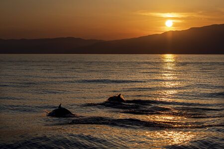 happy striped dolphin jumping outside the sea at sunsetの写真素材