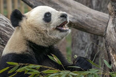 giant panda while eating bamboo close up portraitの写真素材