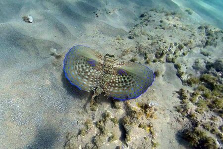 Flying gurnard fish Dactylopterus volitansの写真素材