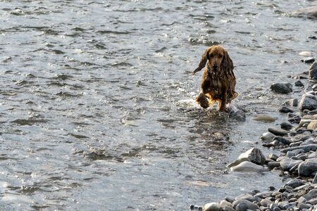 happy puppy dog cocker spaniel in the river running to you