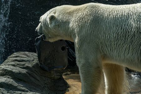 Polar Bear close up portrait detail with plasticの写真素材