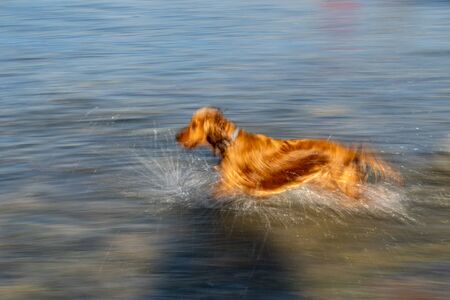 happy puppy dog cocker spaniel in the river running to youの写真素材