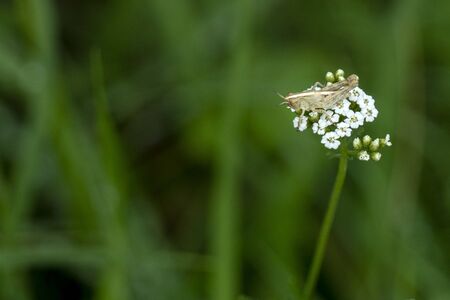 Cricket on a flower macro close up portraitの写真素材