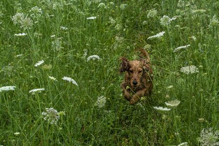 happy puppy dog cocker spaniel jumpin in the green grass