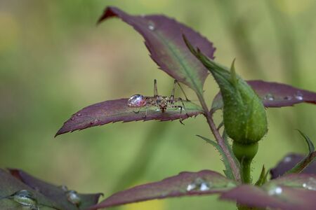 Cricket on a flower macro close up portrait