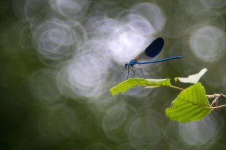 blue dragonfly on a green branch backgroundの写真素材