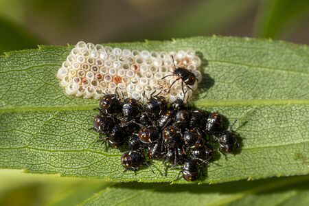 black beatles while laying eggs macro