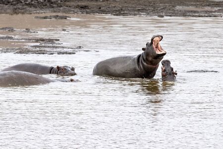 hippos fighting in kruger park south africa pool