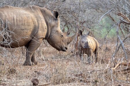 baby rhino and mom kruger park south africa portrait looking at youの写真素材