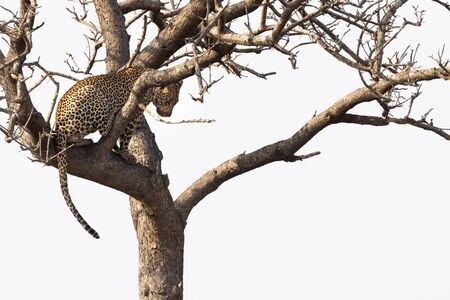 leopard on a tree in kruger park south africa portrait