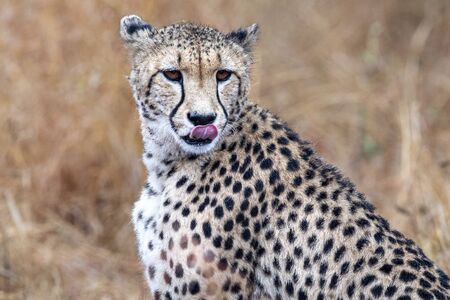 cheetah portrait in kruger park south africa close up