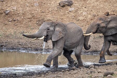 elephant fighting while drinking at the pool in kruger park south africa and running