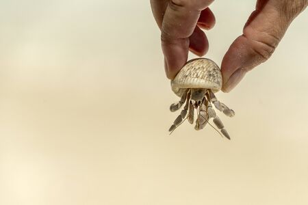 hands holding heremit crab on tropical beach background