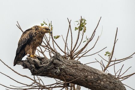 tawny eagle in kruger park south africa with a prey