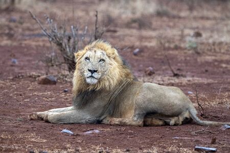 male lion in kruger park south africa close upの写真素材