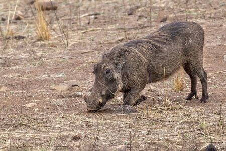 warthog in kruger park south africa close up