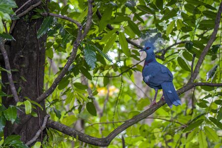 Blue crowned pigeon bird in indonesia portrait