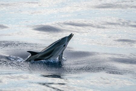 happy striped dolphin jumpin at sunset