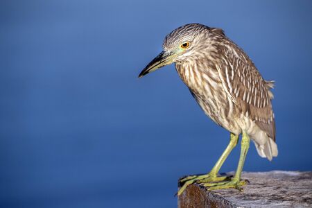night heron close up portrait isolated on blue