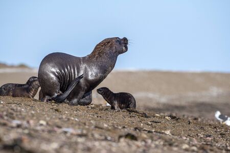 patagonia sea lion portrait seal on the beach while escaping from fightの写真素材